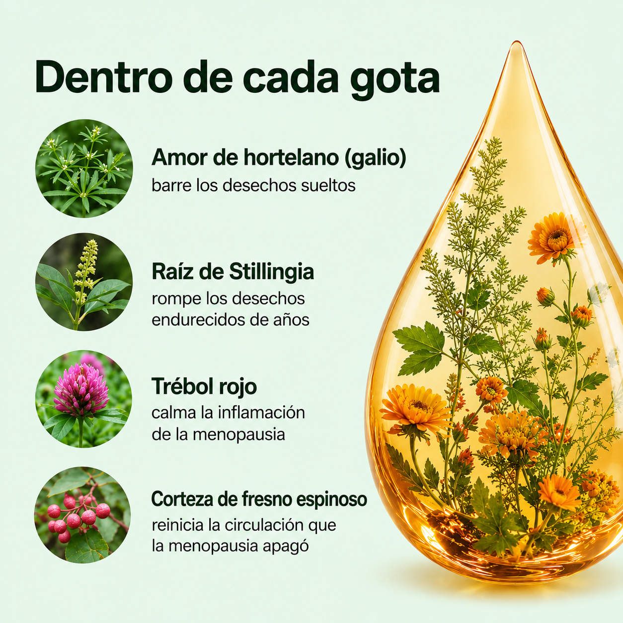 Drenaje Linfático Natural en Gotas | Menos Hinchazón | Velcem