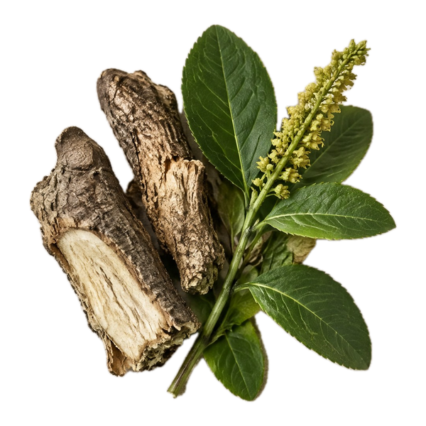 Trozos de raíz de stillingia con sus hojas y una espiga de flor